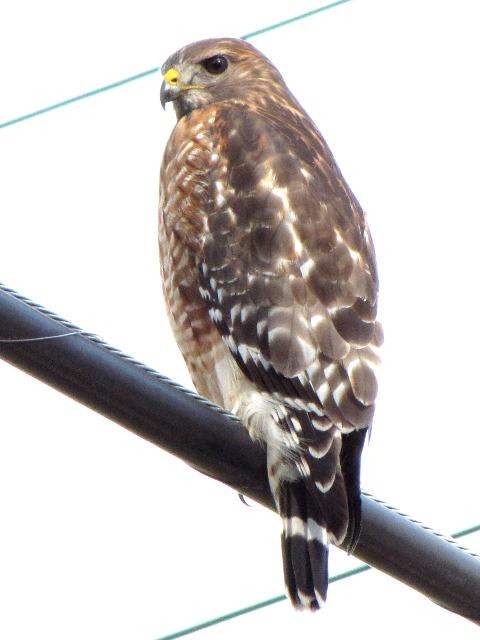 Red-shouldered Hawk